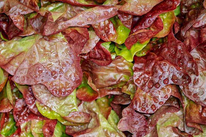 Fresh salad